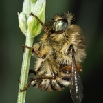 Hoverfly (Falennia fasciata)