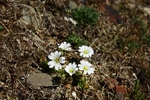 Arctic Mouse-Ear Chickweed 2700