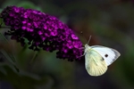 Cabbage White - Suffolk