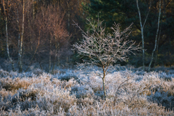 Frensham November frost