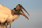 Two Wood Stork heads together, Wakodahatchee Wetlands, Florida