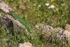 Balkan Green Lizard (Lesvos)
