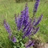 Meadow Clary (Salvia pratense)