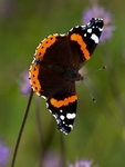 Red Admiral (03)