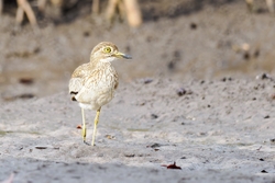 Senegal Thick knee