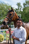 300526-Race 2-Crystal Queen-4803