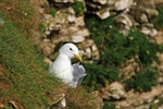 Kittiwake