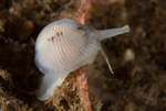 Trivia arctica