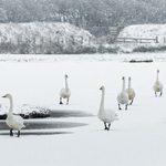 Whooper Swans