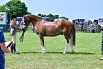 SBM_03910