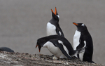 Gentoo Penguins
