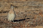 Greater Roadrunner with food, Bosque del Apache, New Mexico