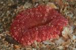 Capnea sanguinea