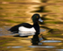 Tufted Duck