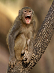Rhesus Macaque - laughing