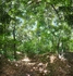 In love with you - Walden Pond (Summer)