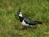 Lapwing in the grass on Greenaways at Otmoor