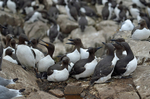 Common Guillemots