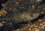 Gadus morhua