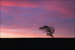 purple sunrise
