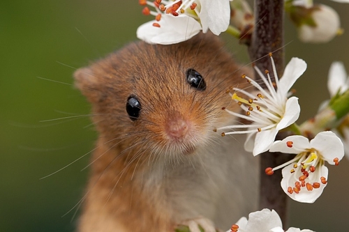 Cute Harvest Mouse