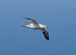 Gannet