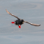 BBW-10-Black Guillemot landing!