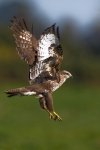 Common Buzzard