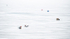 ICE FISHING, INNER BAY - LONG POINT