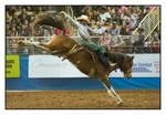 Saddle Bronc 1