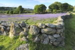 Dry Stone & Bluebells