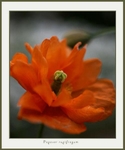 Papaver rupifragum 2