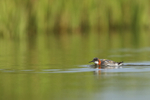 Red-necked Phalarope hunting for insects, Iceland
