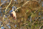 Roseate Spoonbill (juvenile) perched, Gatorland, Florida