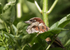 House Sparrow