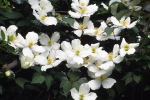 Clematis Montana Alba - 3