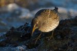Purple Sandpiper looking for food