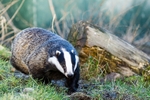 Badger