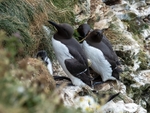 Common Guillemots