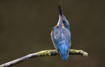 Young Kingfisher
