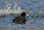 December 2017 - Coot