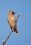 Waxwing