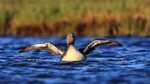 Red-throated Diver raising wings, Floi, Iceland