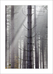 Sherwood Forest portfolio