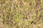 SBM_00580