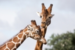 GiraffesGeorge Cox