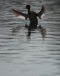 GREAT CRESTED GREBE ref Grebe 8