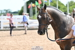240717A-154634-03065_Trot Up 3pm to 4pm