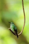 Female Green-crowned Brilliant perched, Costa Rica