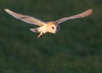 Barn Owl